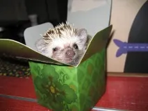 А я їжачків люблю їжак