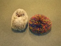А я їжачків люблю їжак