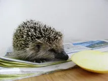А я їжачків люблю люблю
