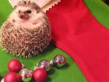 А я їжачків люблю люблю