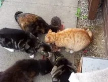 А я їжачків люблю люблю
