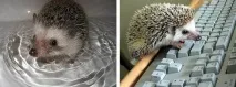 А я їжачків люблю їжак