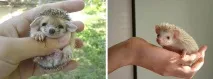 А я їжачків люблю люблю