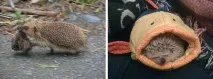 А я їжачків люблю вважали