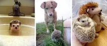 А я їжачків люблю їжачків