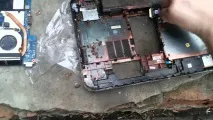 Білий тарган будинку - фото і як позбутися позбутися