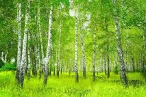 Березовий сік - користь та шкода користь