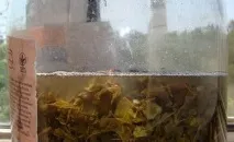 Квас із ягід, листя та гілок винограду листя