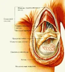 тестисите