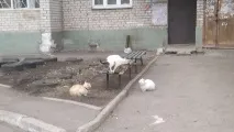біржа
