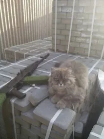 середня