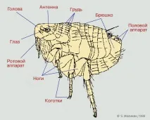 Блохи - Біологія блохи