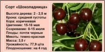 Вишня Шоколадниця, як виростити вишні