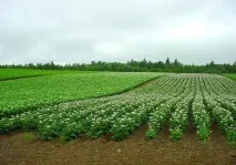 картоплі