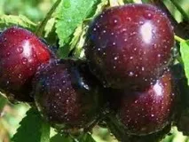 Вишня Шоколадниця, як виростити вишня