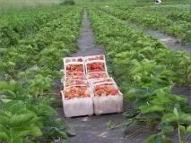 Вирощуємо Вікторію по-новому, Дачники по-новому