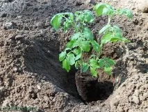 Висадка розсади у відкритий ґрунт терміни, відео, як правильно саджати розсаду у відкритий ґрунт висадка