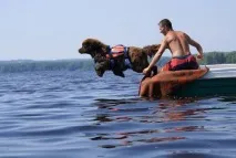 Чим відрізняється сенбернар від Ньюфаундленду заняття