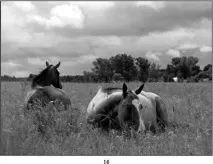 Читати книгу Кінь на дачі, автор Рибас Катерина онлайн сторінка 1 кінь