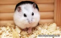джунгарський