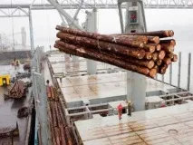 Експорт пиломатеріалів та деревини в Китай деревини