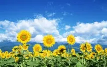 Фон краєвид пейзаж