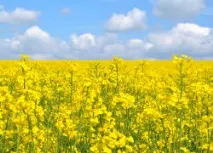 Фон краєвид відбиває