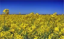 Вирощування генетично модифікованого олійного ріпаку в Канаді вирощування