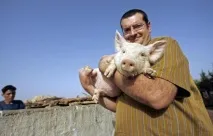 Ось ЧОМУ АРАБИ І ЄВРЕЇ НЕ ЇДЯТЬ СВИНИНУ! Виявляється, це не просто забобони араби