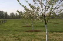 Шкідники яблуні та методи боротьби боротьби