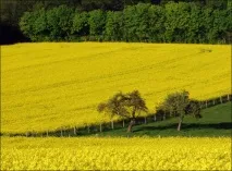 Вирощування генетично модифікованого олійного ріпаку в Канаді канаді