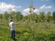 Шкідники яблуні та методи боротьби шкідники