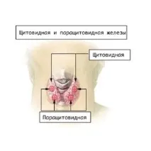 половината