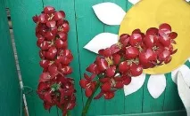 Ідеї для саду гіацинти із пластикових пляшок та ложок ідеї