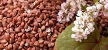 Гречка корисні властивості та протипоказання корисні