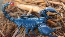 Імператорський скорпіон у домашніх умовах скорпіон