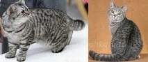 Чи має сенс каструвати дорослого кота, Наші кішки та собаки каструвати