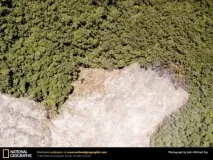 Чи зникнуть ліси в Африці Екологія ліси