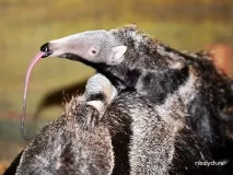 тварин