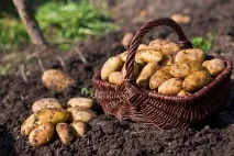 Як позбутися дротяника на городі кілька порад дротяника