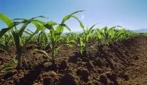 Як підготувати насіння та засіяти ділянку, дотримуючись норми висіву кукурудзи ділянку