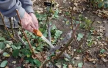 Як підгодувати та підготувати троянди до зими підготувати