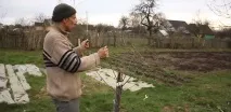 Як сформувати крону яблуні Основні та найпоширеніші форми крон яблуні
