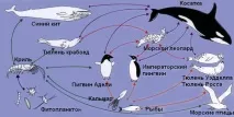 Як скласти схему ланцюга живлення, характерного для арктичної пустелі ланцюга
