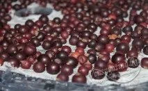 Як сушити смородину в домашніх умовахдоступні способи домашніх