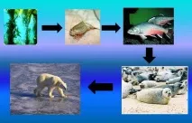 Як скласти схему ланцюга живлення, характерного для арктичної пустелі ланцюга