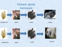 Як скласти схему ланцюга живлення, характерного для арктичної пустелі живлення