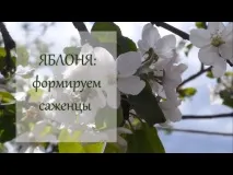 Як сформувати крону яблуні Основні та найпоширеніші форми крон основні
