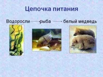 Як скласти схему ланцюга живлення, характерного для арктичної пустелі схему
