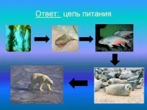 Як скласти схему ланцюга живлення, характерного для арктичної пустелі ланцюга